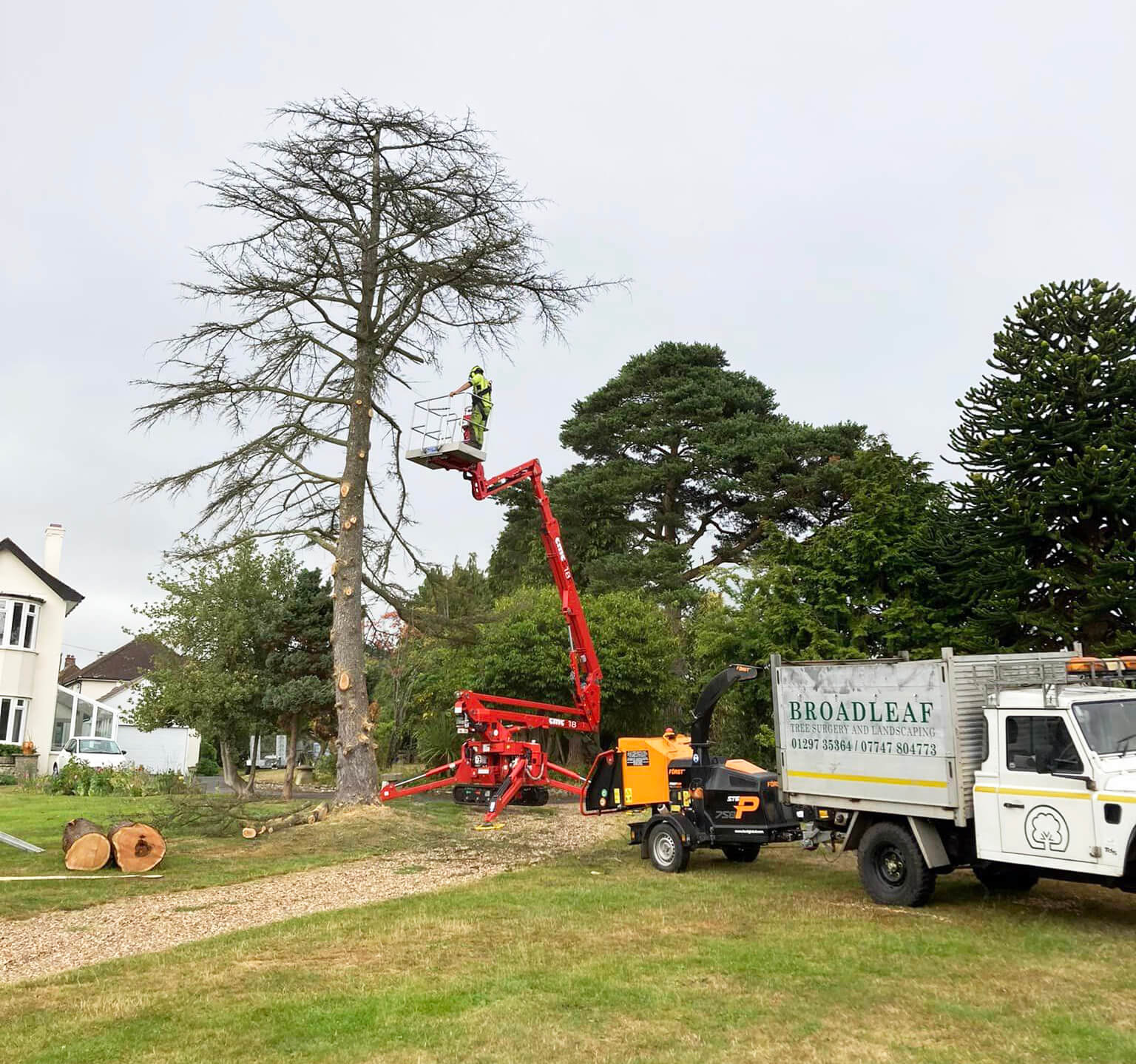 Tree Surgery in Axminster