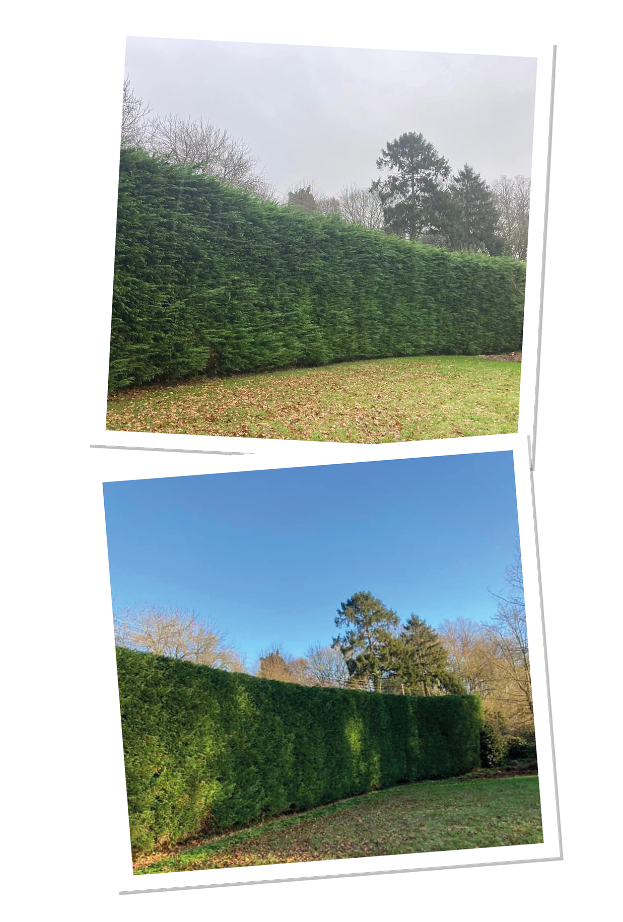 Hedge Trimming and Cutting Services | Broadleaf Tree Surgery