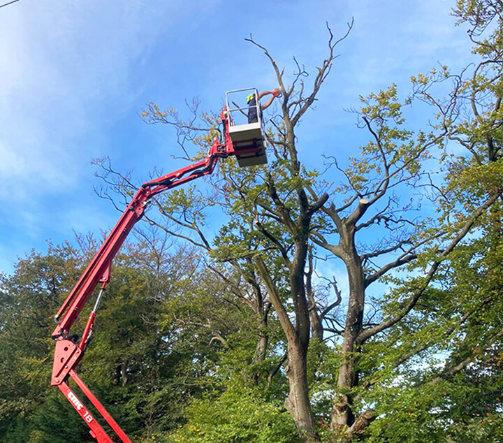 Axminster Tree Surgery Services