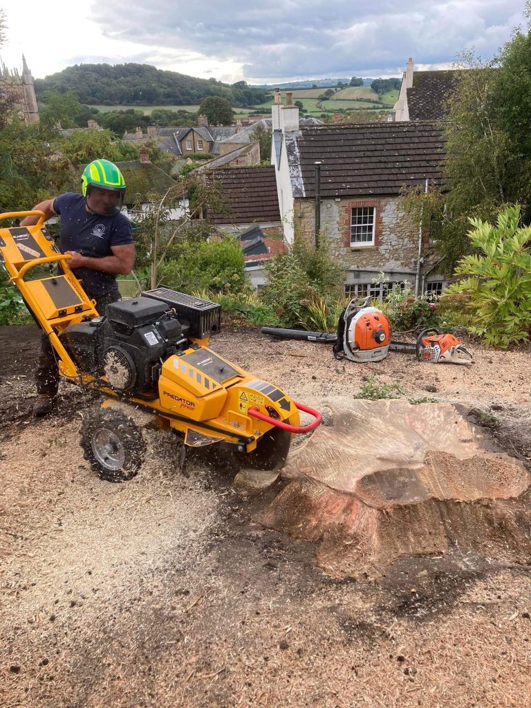 Stump Grinding and Removal in Action