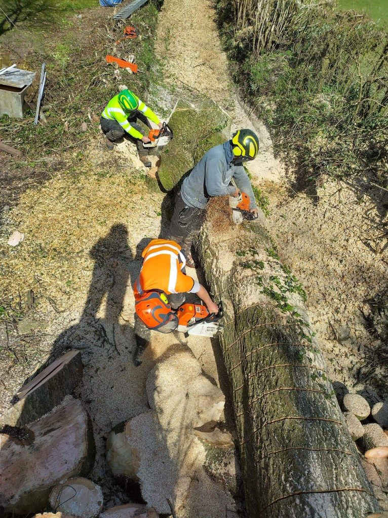 Chainsawing a tree