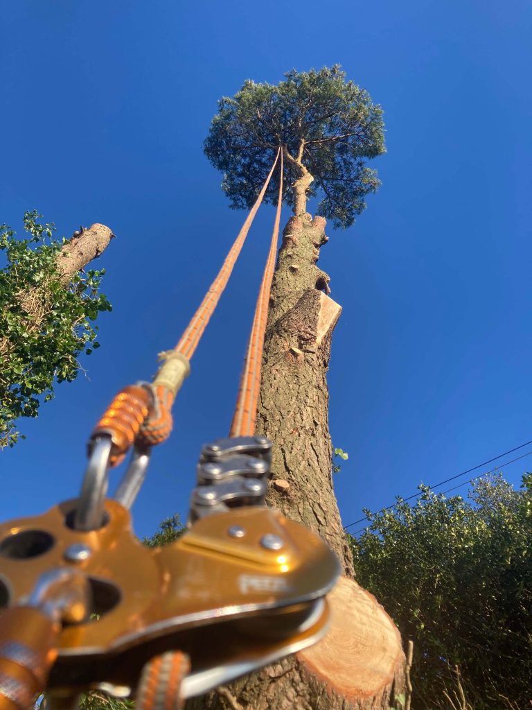 Climbing a tree for tree maintenance